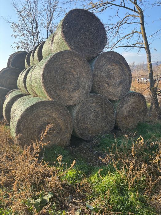 Vând baloți paie de grâu