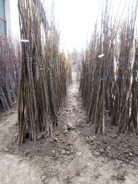 PROMO, la 100 puiet nuc, se oferă 5 puiet gratis-Pepiniera