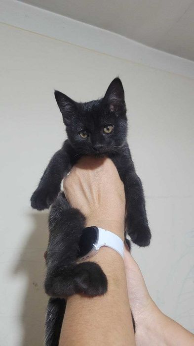 отдам в хорошие руки