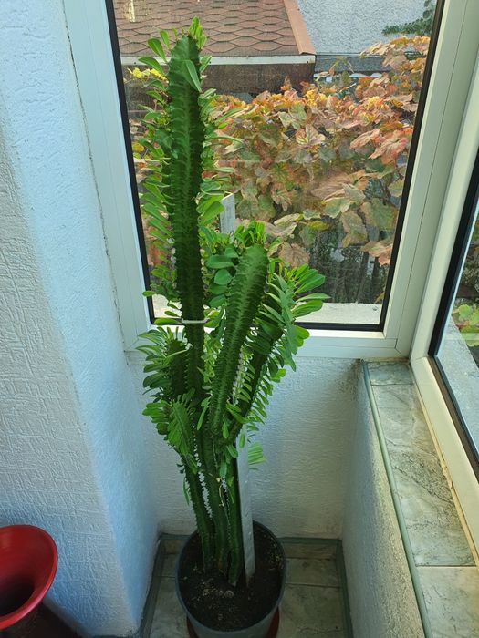 Кактус Euphorbia голям