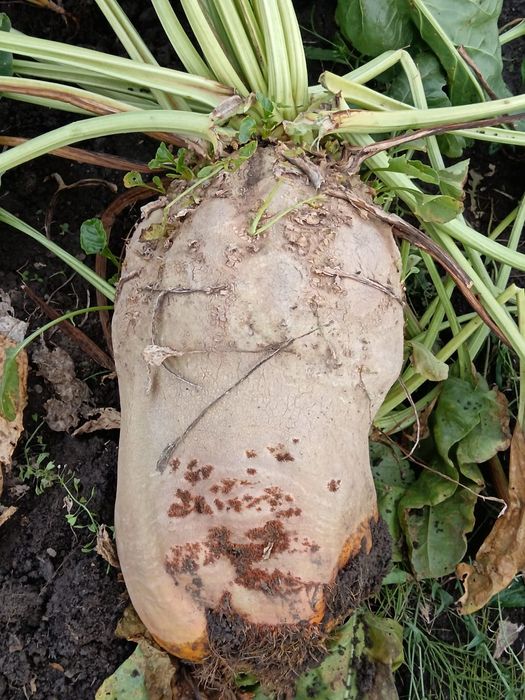 Vând sfeclă furajeră