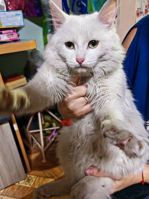 Отдам кота в хорошие руки!