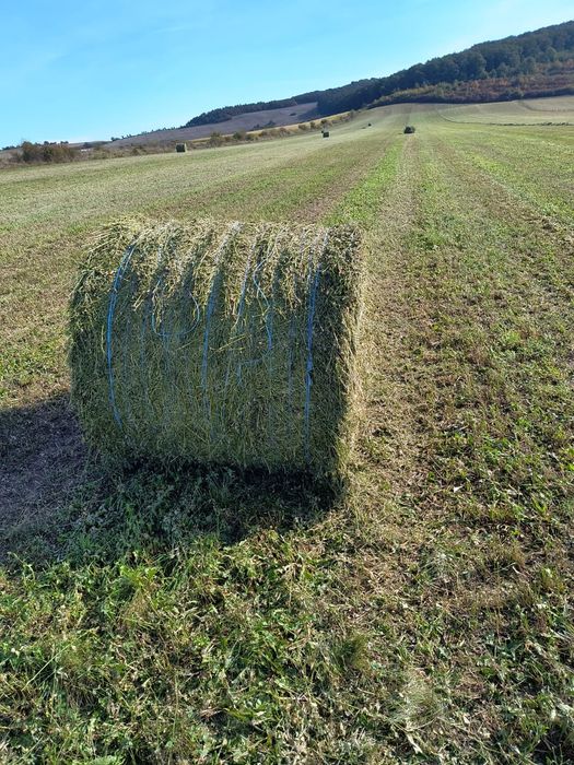 Baloti:Lucerna.Trifoi.Fan.Lolium.Rotunzi min 40.Drept.500.Trans.inclus