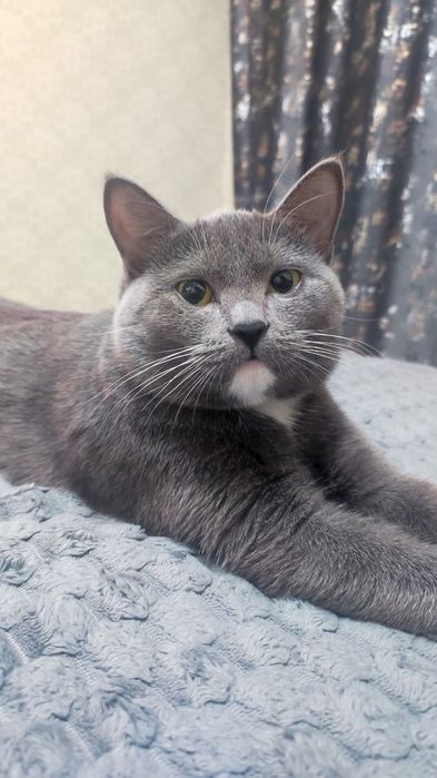 Красивую кошечку