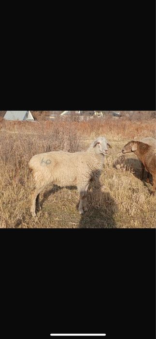 сатылады семіз кой