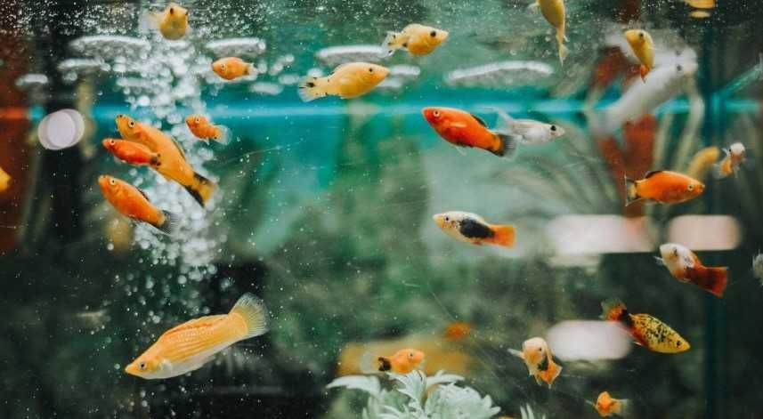 продам  аквариум  24 литра с рыбками