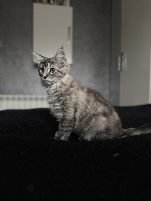 Женска котка Maine Coon/ Мейн Куун