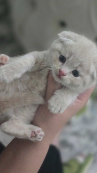 Продаются котята