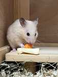 Schimb Hamster Sirian de 7 luni cu pui hamster Pitic/Robo