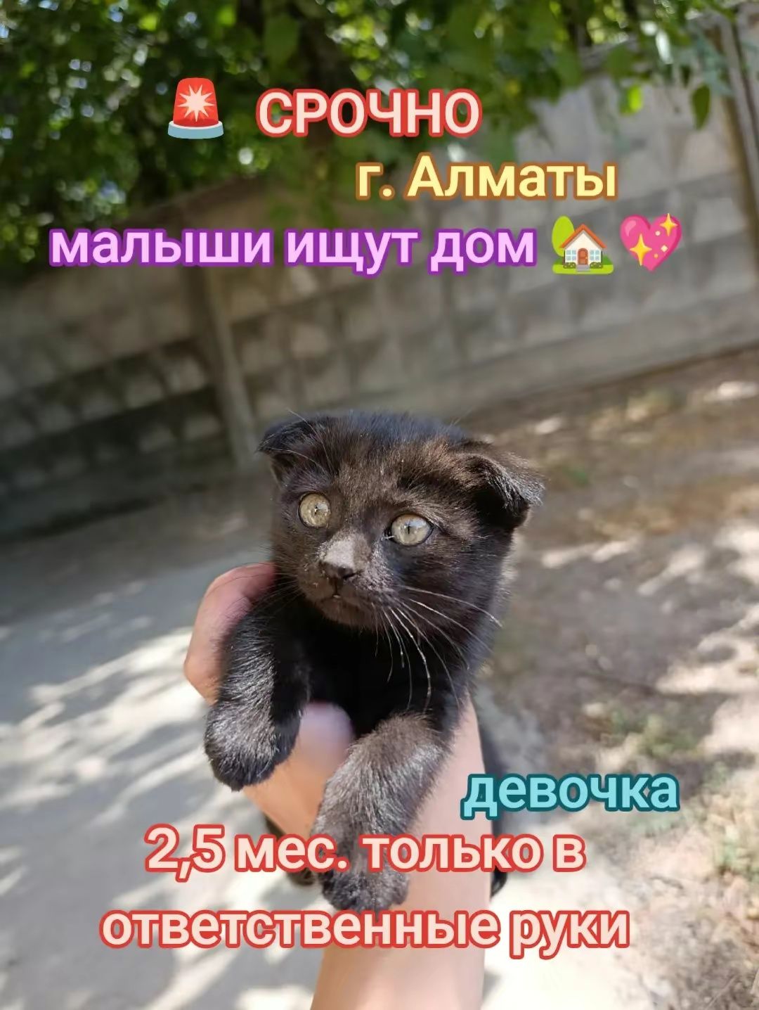 Котята 3 месяца один вислоухий