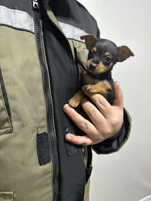 Мини той-терьер