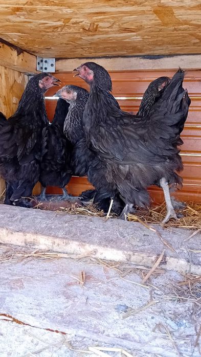 Pui găină cocoșei găini cocoși