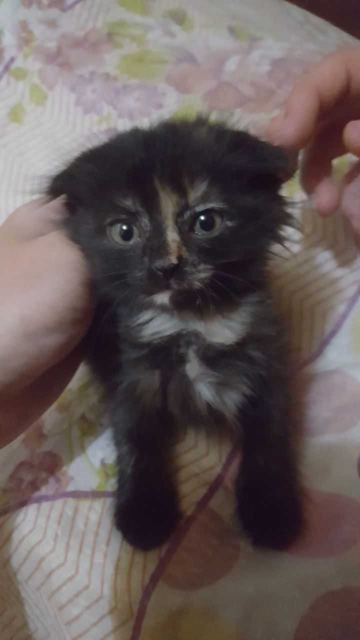 Вислоухие котята