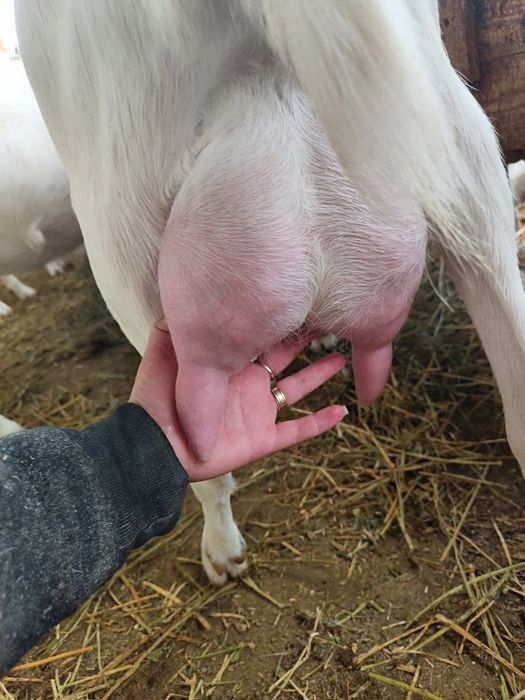 Capre Saanen, țapi, ieduțe