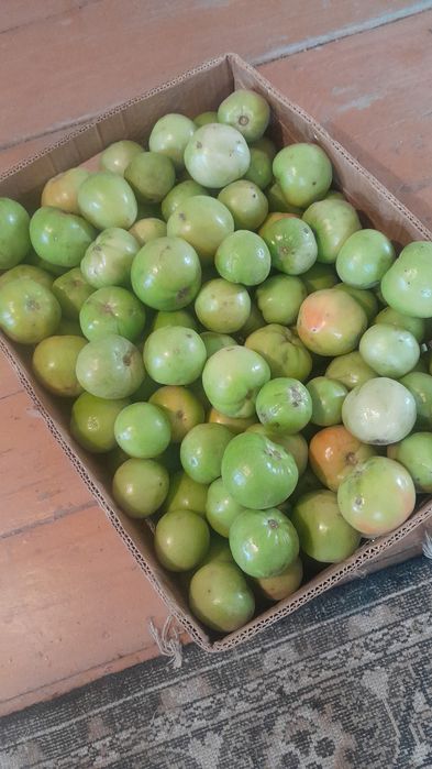 Продам помидоры продам