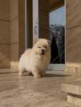 Chow chow alb bej