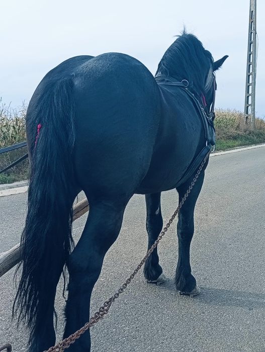 De vânzare armăsar de 4 ani