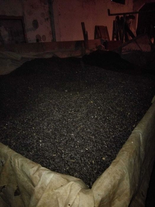 Seminte floarea soarelui
