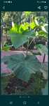 Paulownia tomentosa