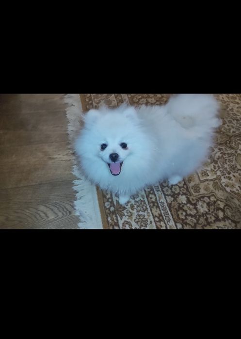 Disponibil pui de Pomeranian