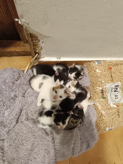 Spre adopție vrea cineva? Sunt drăgălași