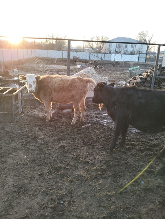 Баспақ сатылады Родниковка да тұр