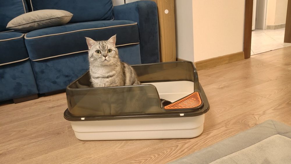 Котешка тоалетна