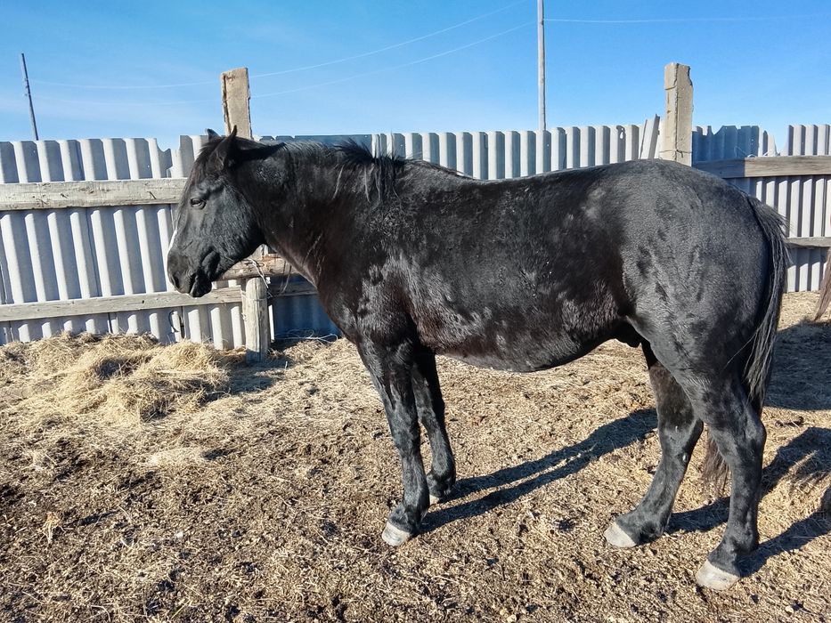 Ассаляму алейкум Айгыр сатамын полу тяж