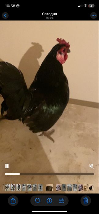 Продам карликов пара