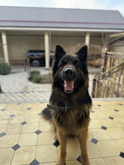 Немецкая овчарка (длинношёрстная)