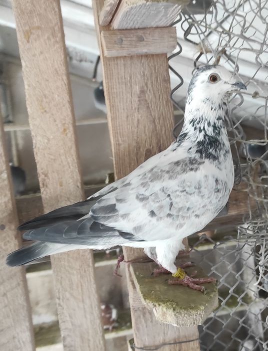 Porumbei voiajori - multipli campioni, cu expoziții.