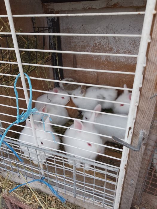 Vănd iepurași cap de leu