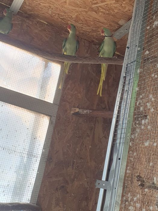 Vând marele alexandru