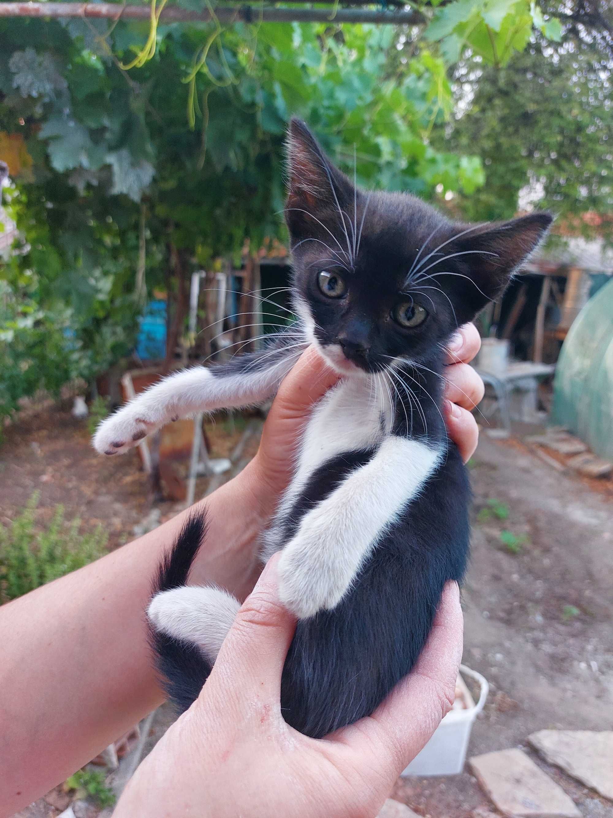 Подарявам котенца