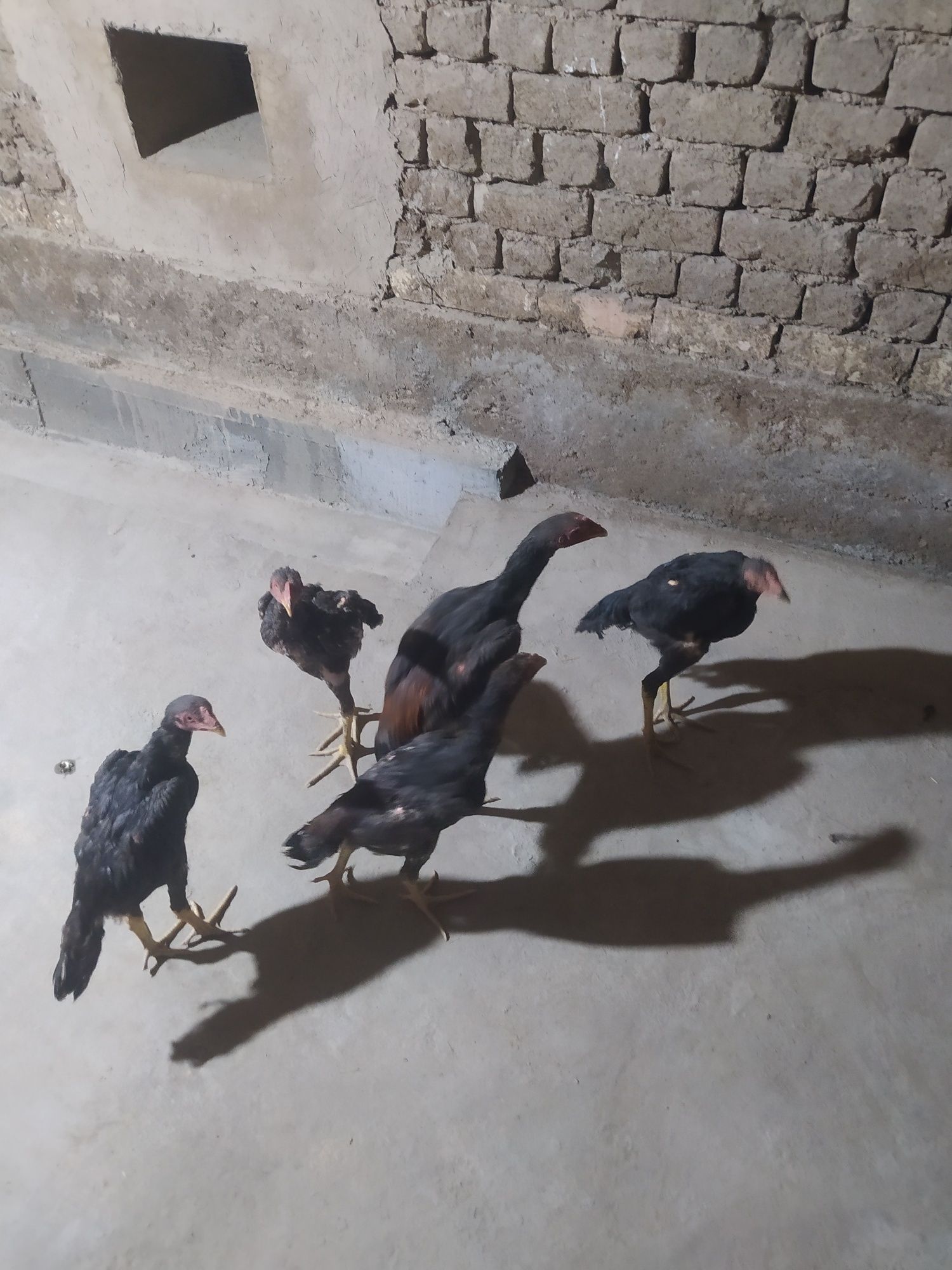 Dakan joʻjalar sotiladi 5 ta xoʻroz