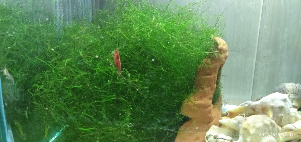 Рибки и растения за аквариум