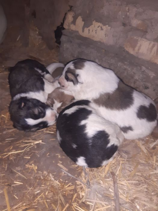 Кучуклар сотилади.