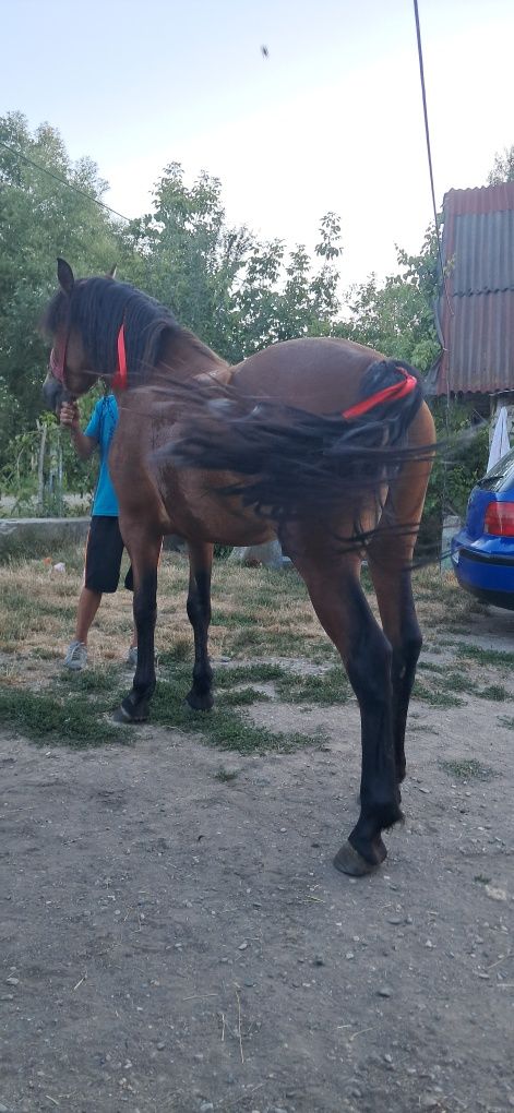 Vând mînză de 2 ani roșie preț 65