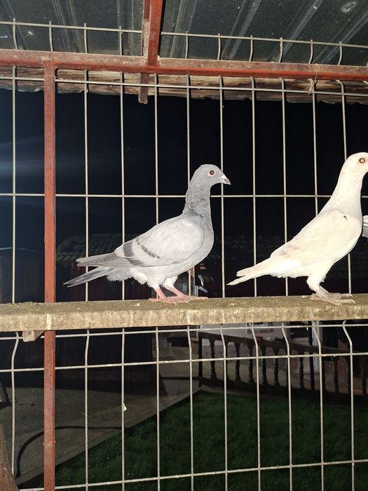 De vânzare porumbei voiajori