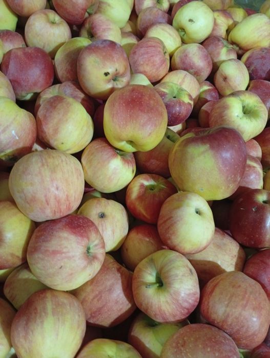 Vând mere diferite soiuri