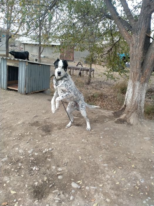 Жақсы порода Күшік сатылады 1 жасар