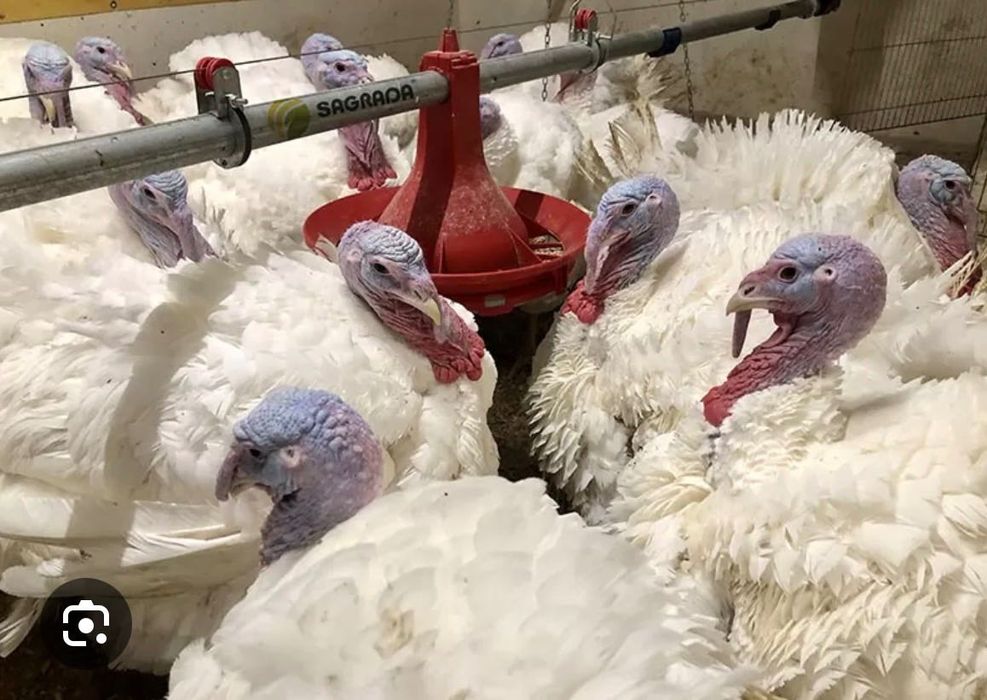 Индюки оптом всежие!!