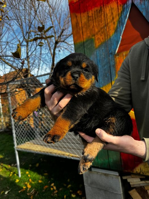 Pui rottweiler femela