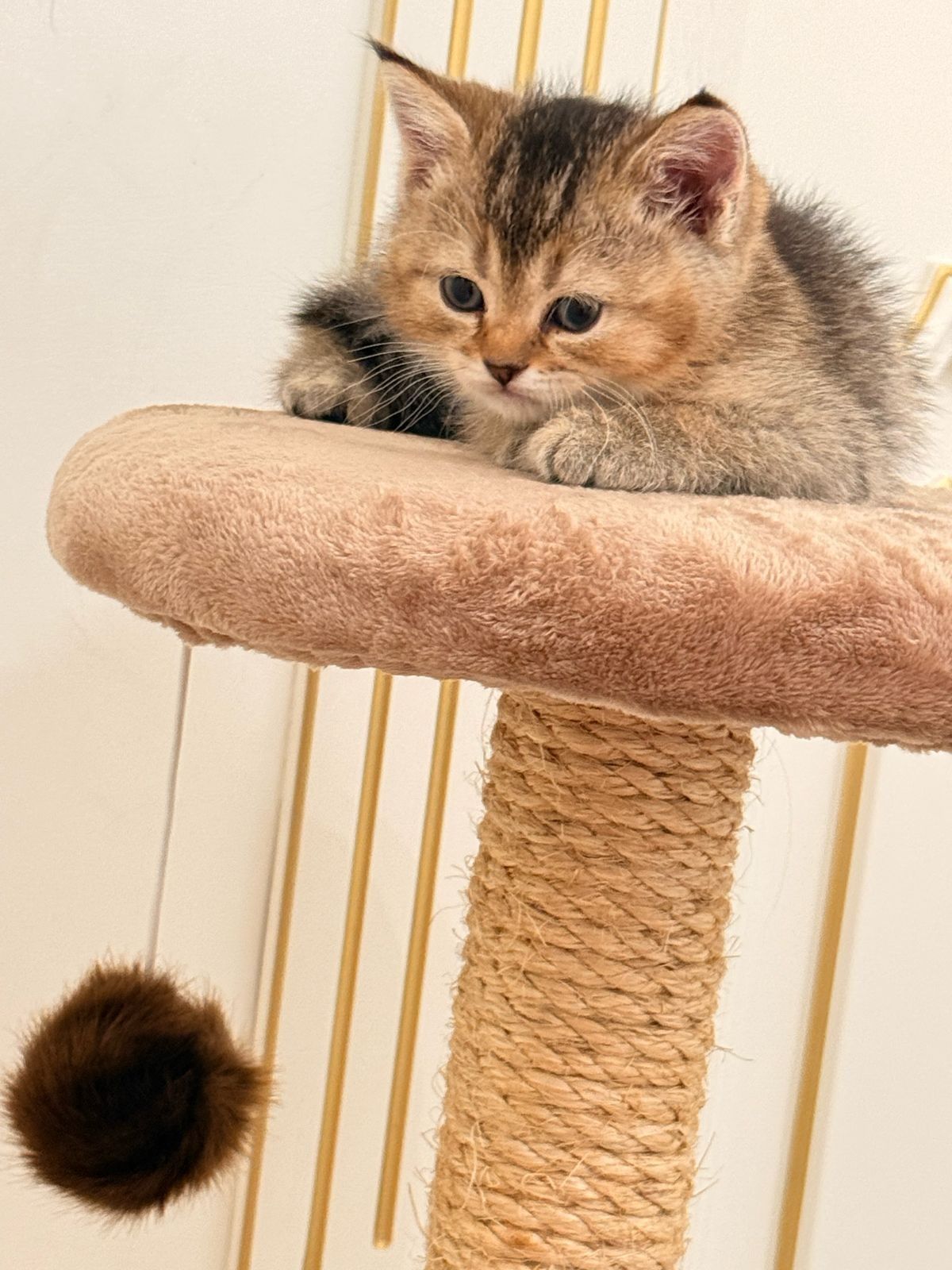 кОтиК и кОшеЧка БрИтанСкие