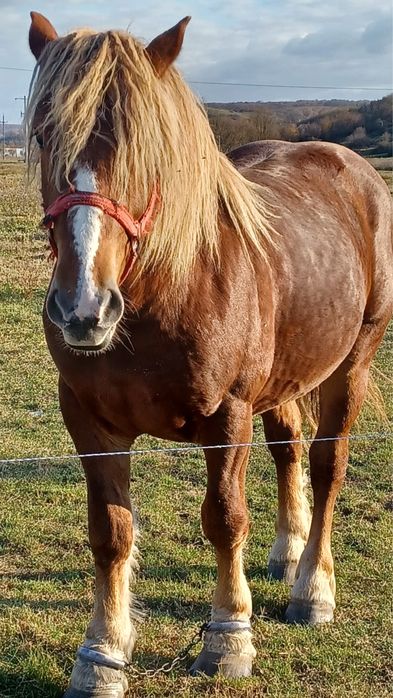 Armăsar de vânzare