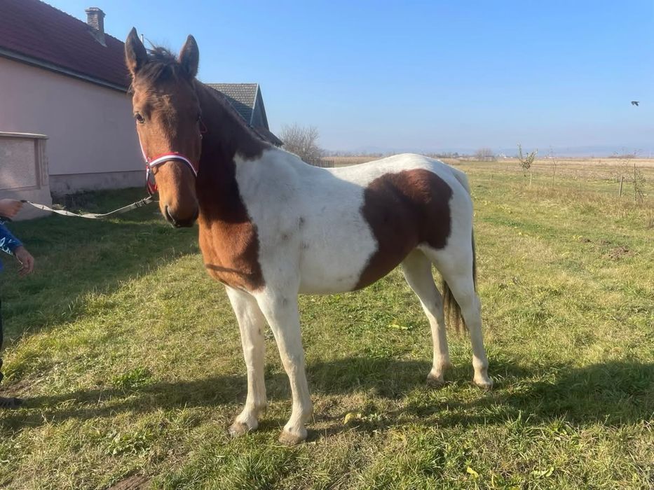iapa pinto cauta o casa noua