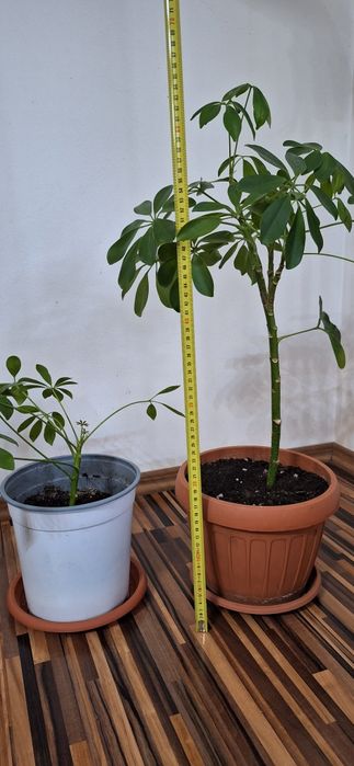 Oferta 6 plante de apartament