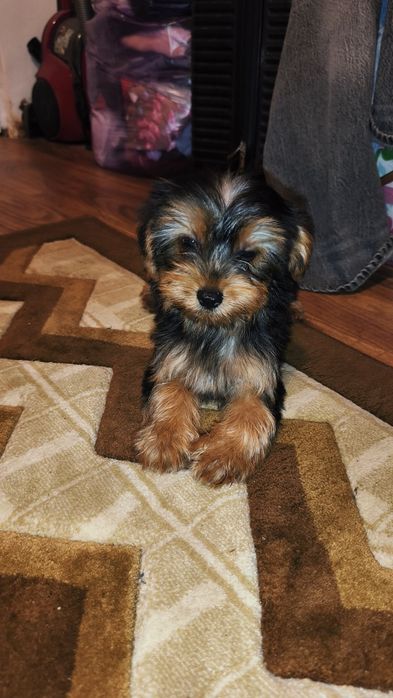 Yorkshire terrier