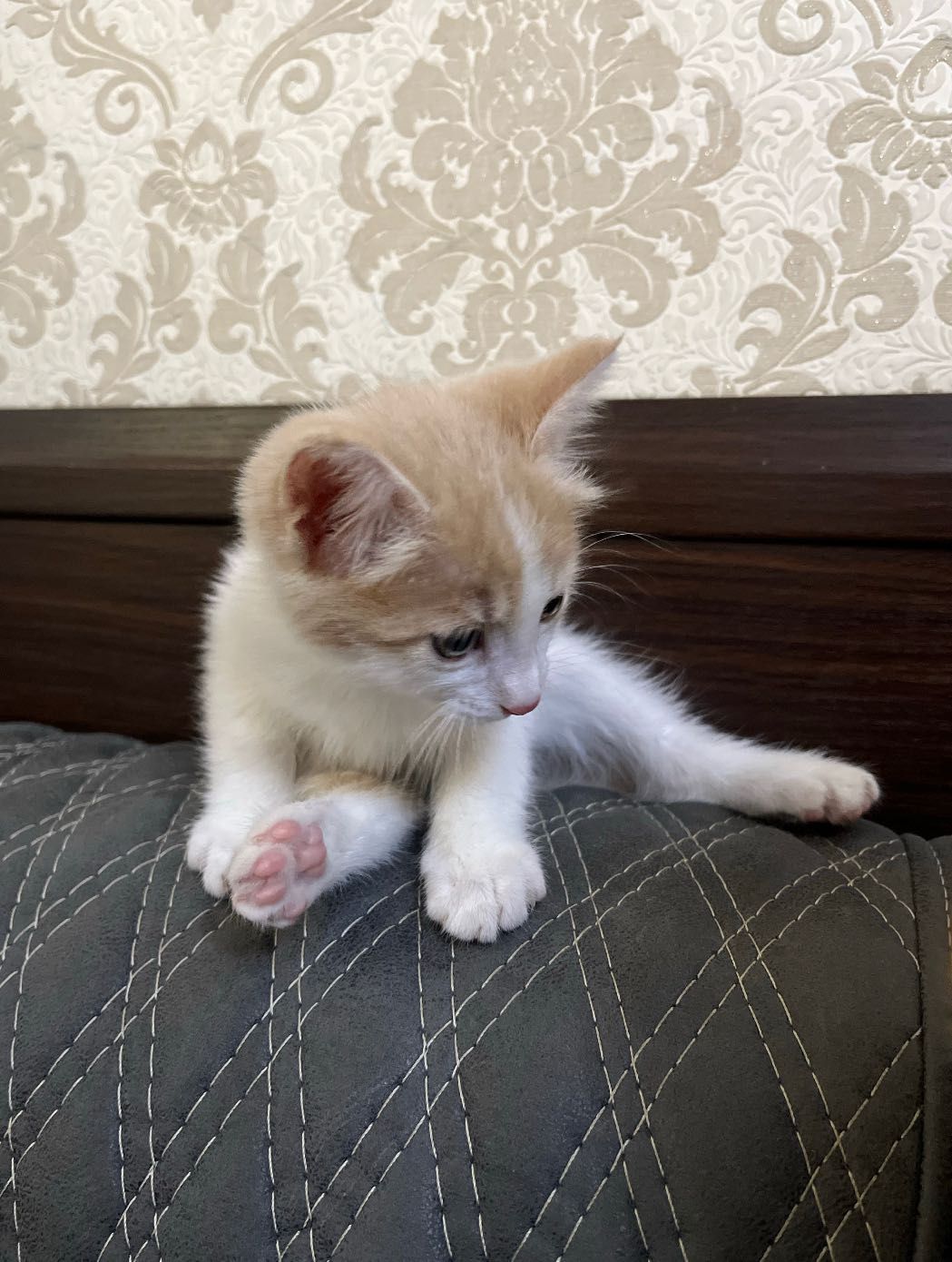 Котёнок в добрые руки ( мальчик)