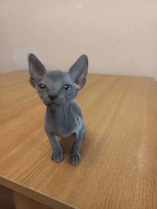 Vand pui pisica sphynx